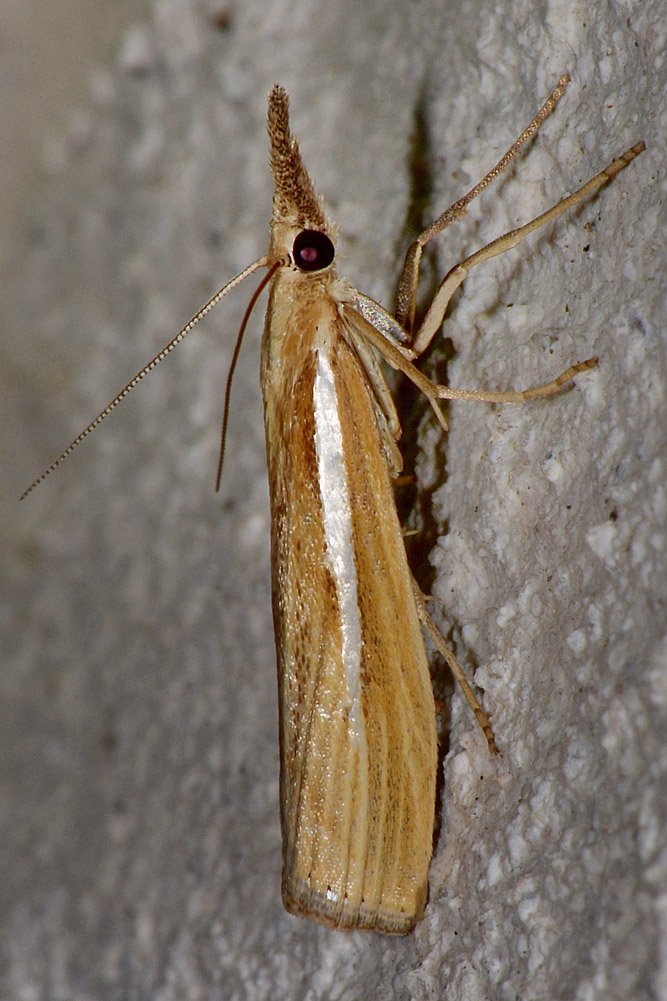 Agriphila cfr. selasella, Crambidae